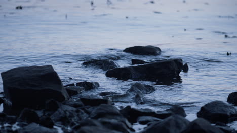 stones lying coast river flowing slow close up. calm stream water on rocky shore