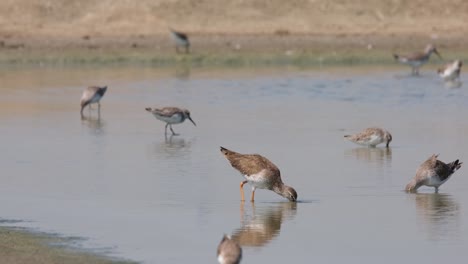 moving forward as it forages for its food going to the right, spotted redshank tringa erythropus, thailand