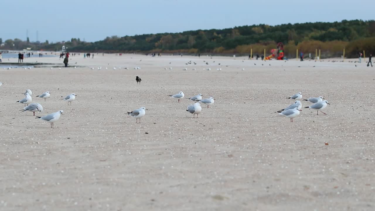가을철 추운 날 해변을 걷고 있는 갈매기 떼