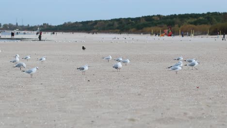 Bandada-De-Gaviotas-Caminando-Por-La-Playa-En-Un-Día-Frío-De-Otoño