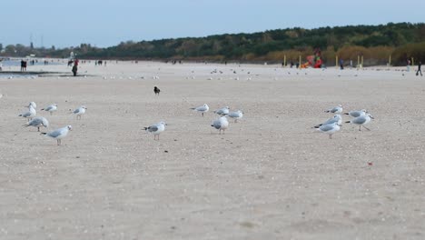 bandada de gaviotas caminando por la playa en un día frío de otoño