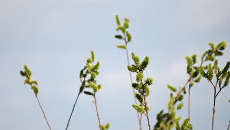 background of green leaves and sky  in spring