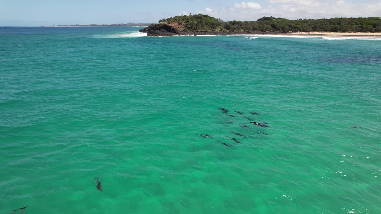 Bottlenose Dolphins Swimming In The Blue Sea In NSW, Australia - Drone Shot
