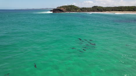 bottlenose dolphins swimming in the blue sea in nsw, australia - drone shot