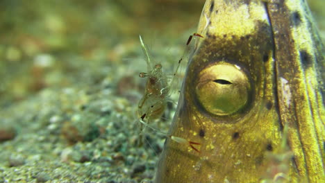 head of black-finned snake-eel sticks out of sand and is cleaned by clear cleaner shrimp