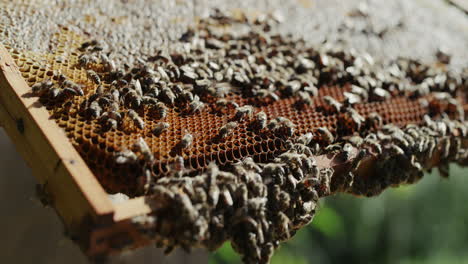 Harvesting-honey