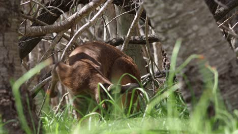 Western-Grey-Kangaroo-scratching-and-alert.-Close-up