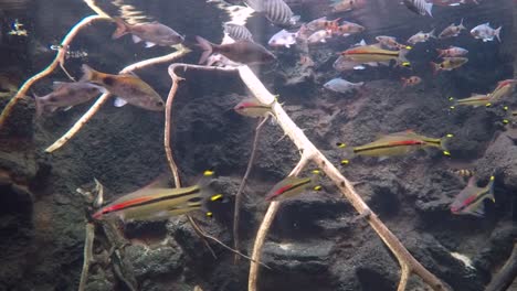 algunos peces de río nadando en una vegetación sombría y un banco rocoso