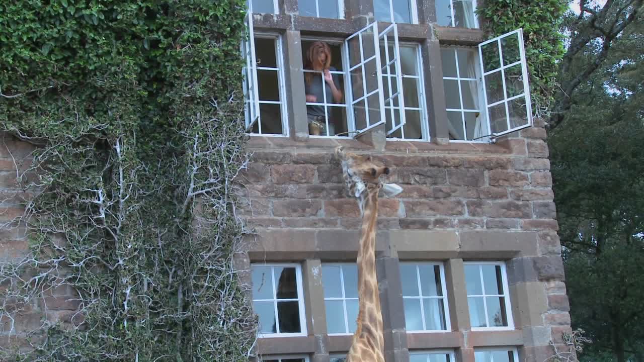 케냐의 옛 저택 밖을 돌아다니는 기린 4