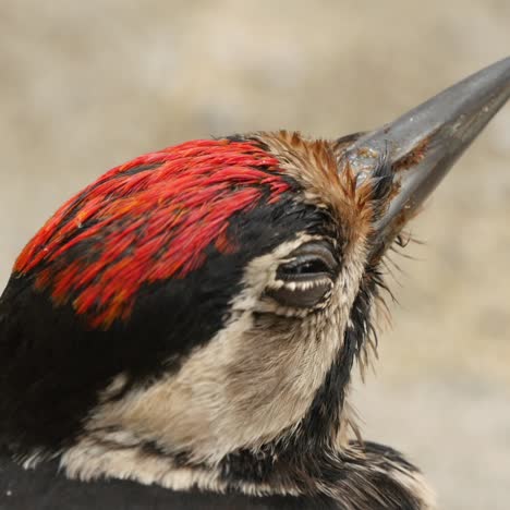 great spotted woodpecker sitting