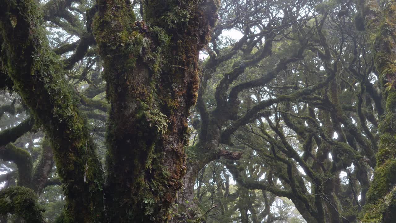 슬라이더, 안개 낀 피오르드랜드 숲, 루트번 트랙 뉴질랜드