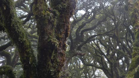 deslizador, revelando el brumoso bosque de fiordland, routeburn track nueva zelanda