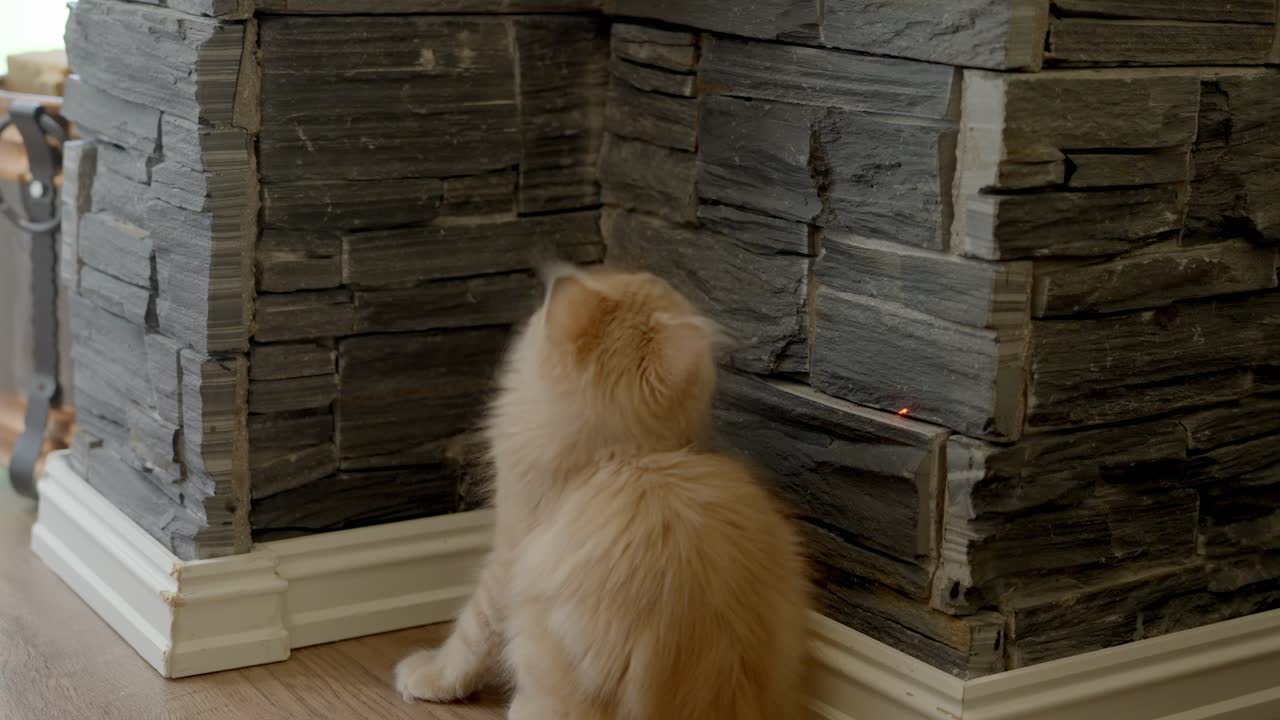 Maine Coon Kitten chases red light from laser pointer into corner of rock hearth, swats with paws as light flits around the wall