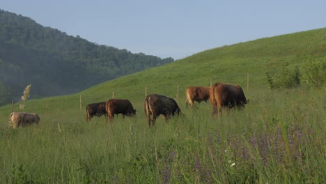 brede opname van gigantische stieren die grazen op bergweide op zonnige zomerochtend, schuifregelaar