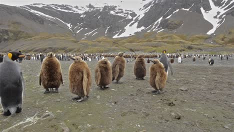 panorámica sobre una colonia de pingüinos rey en la llanura de salisbury en georgia del sur