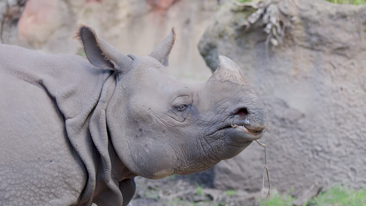Greater one-horned rhinoceros stands in a naturalistic zoo habitat, chewing and moving its mouth. Soft daylight, steady close-up, earthy background