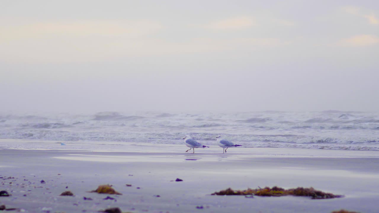 4k video of two seagulls walking along the beach together on a foggy morning during sunrise