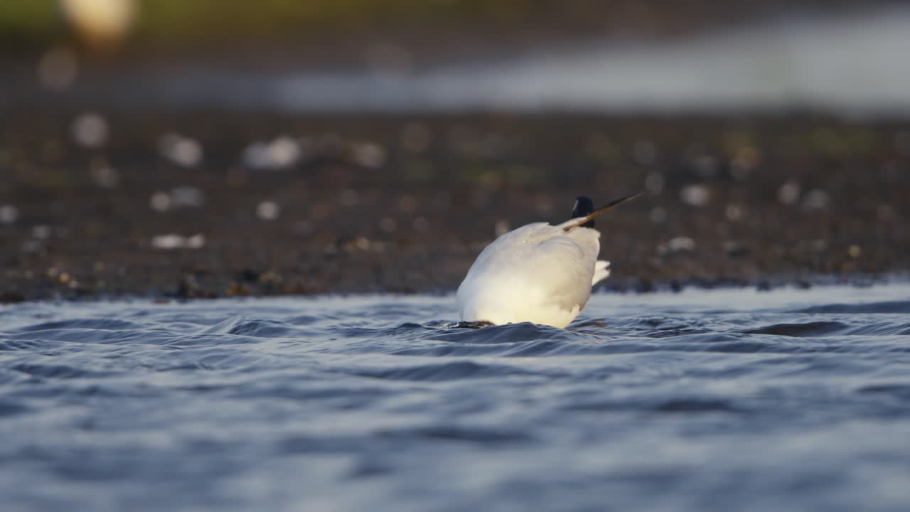 Black Headed Gull Cleaning Itself in Lake, Close Up, Slow Motion