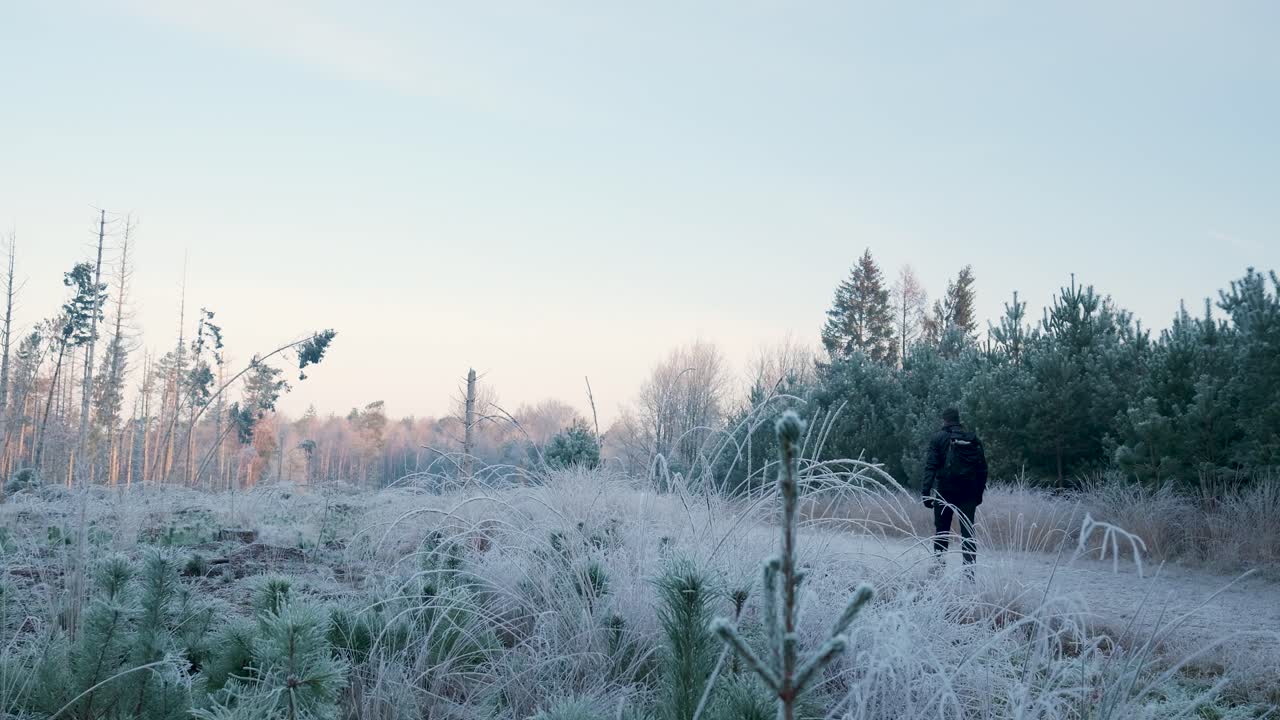 un paseo por el bosque helado