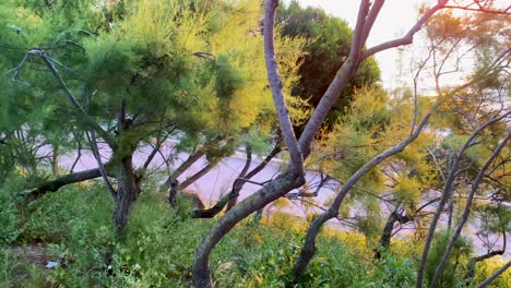 un corredor atraviesa con gracia la serena playa, rodeado de árboles