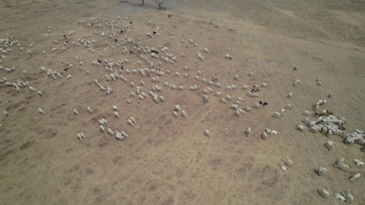 Large herd of cows grazing in dry meadow, aerial view with lateral movement