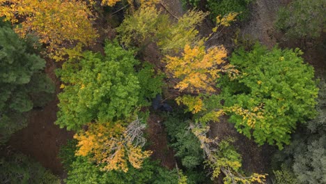 bosque en la temporada de otoño
