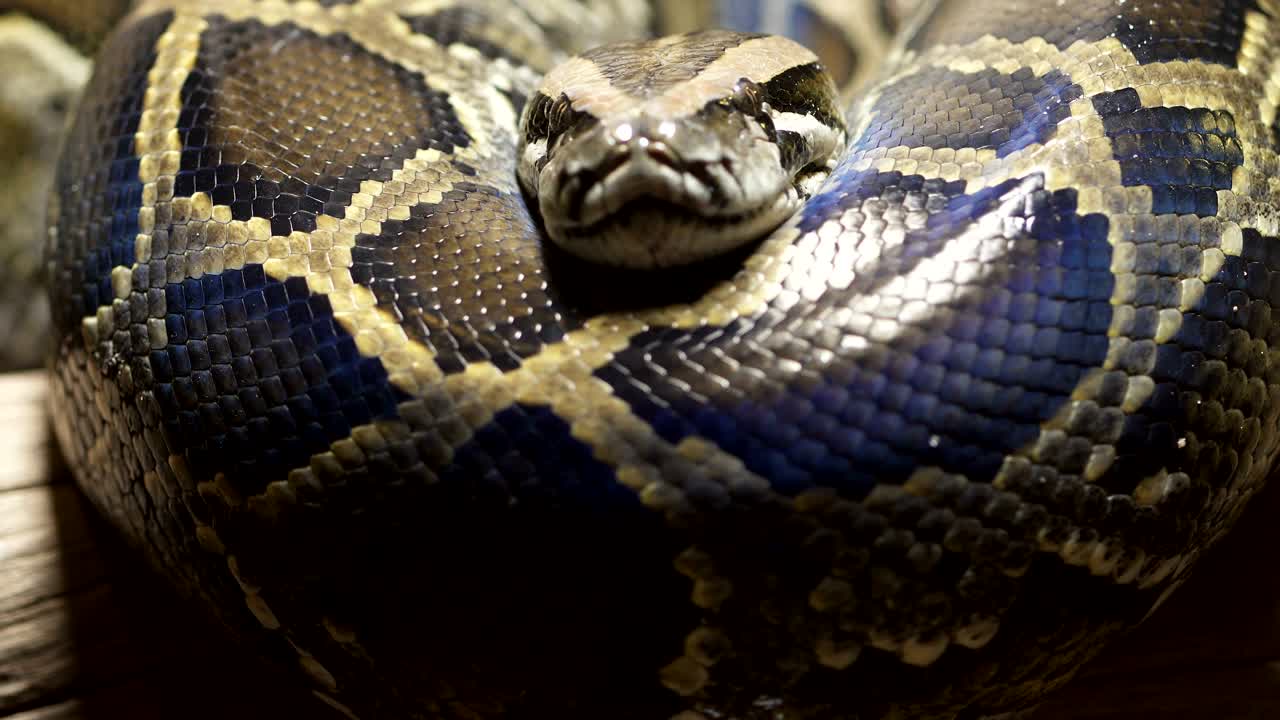 Thai python snake, head close up.
