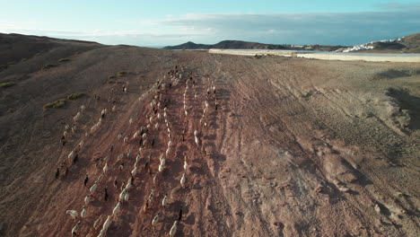 seguimiento aéreo sobre un rebaño de ovejas y cabras escalando una ladera del desierto durante la puesta de sol