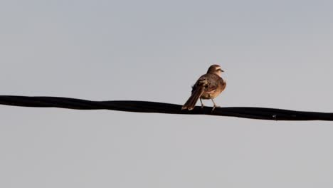 Chalk-browed-Mockingbird--perched-on-a-cable