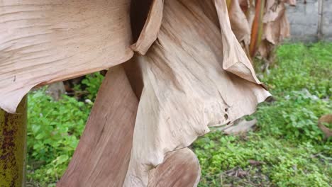 close up of drying banana leaves