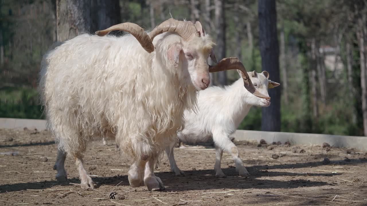 Large shaggy white goat with horns in an outdoor enclosure