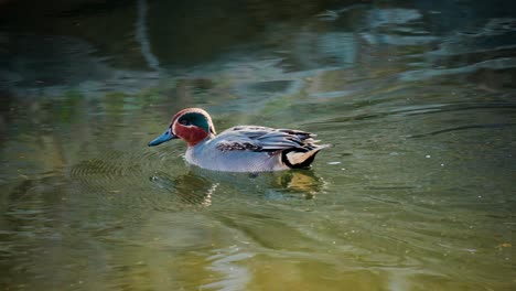 male eurasian teal duck swims in pond eating algae