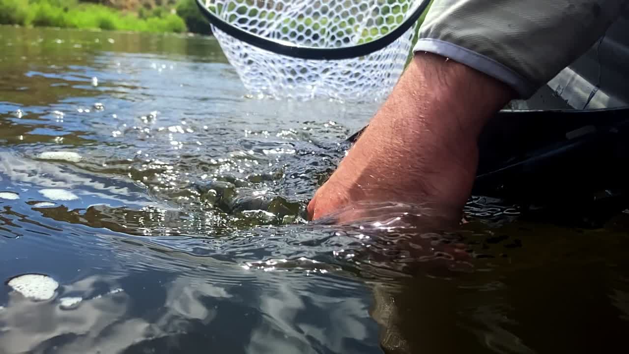 Angler releases a brown trout on the Big Hole river. Slow motion