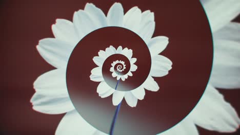 flor en espiral abstracta