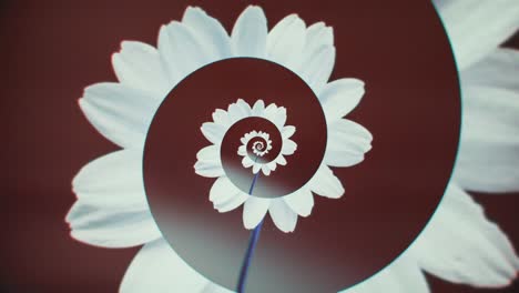 abstract spiral flower