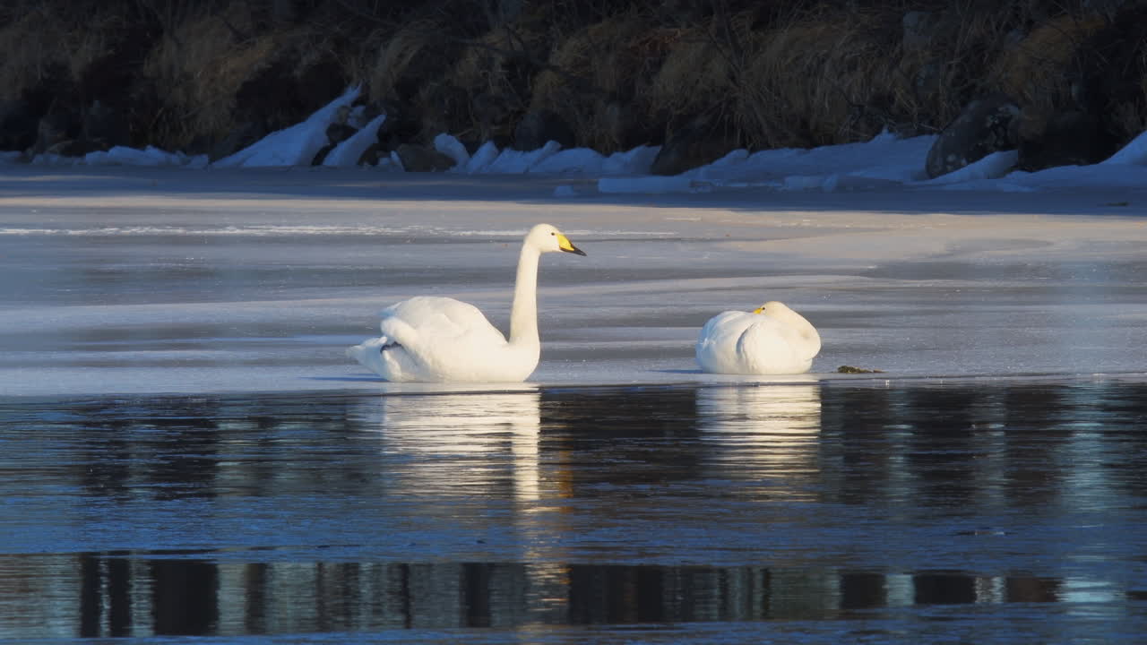 cisne cantor, cygnus cygnus pareja calentándose en una fina capa de hielo en un lago por la fría y soleada mañana de invierno