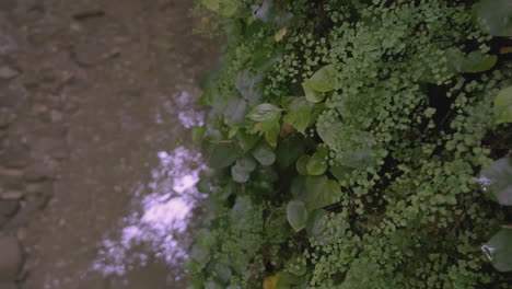 primer plano de vegetación exuberante junto a un arroyo