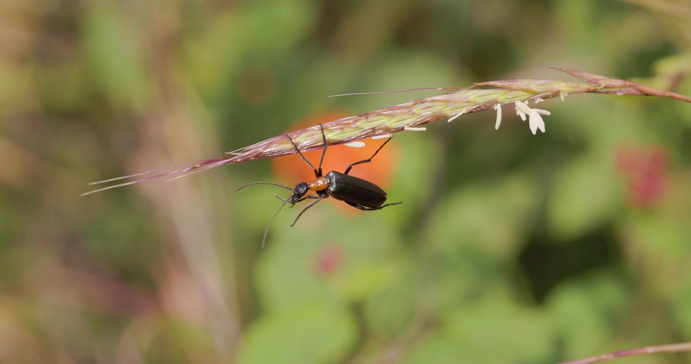 Black orange Blister Beetle hanging from grass blooms; slow motion winter morning macro grooming i