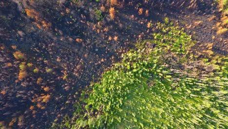 Birds-eye-view-of-the-destroyed-forest-after-wildfires,-climate-change