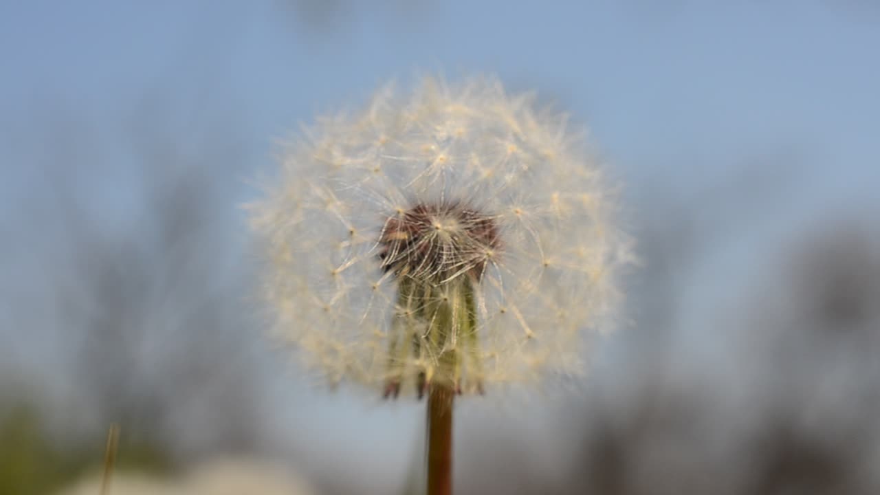 Fotografía de dientes de león en primavera
