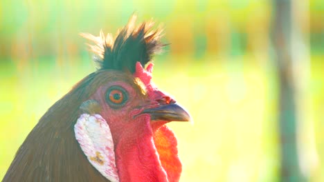 a rooster looks around