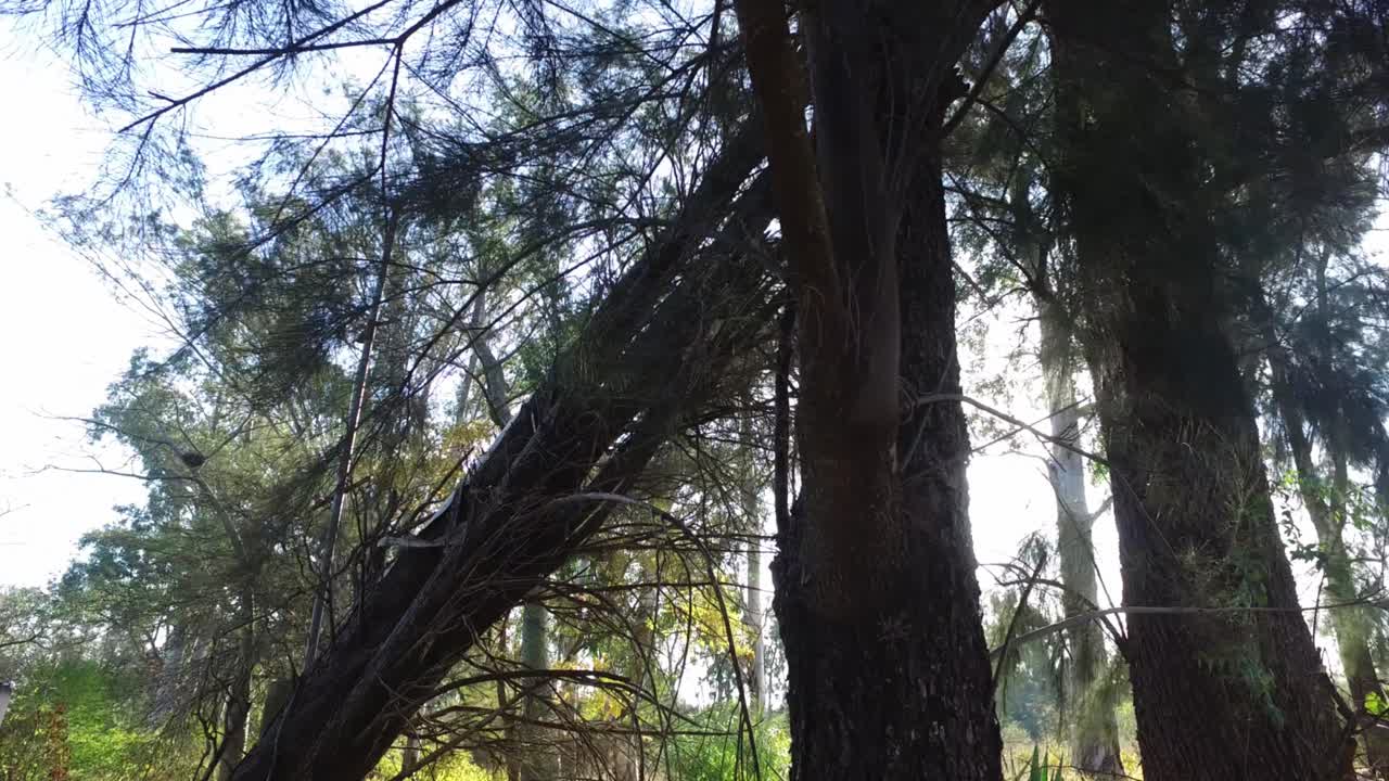 숲의 나무들을 통과하는 태양