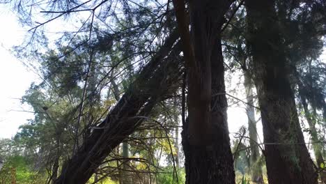 sun passing through the trees of a forest