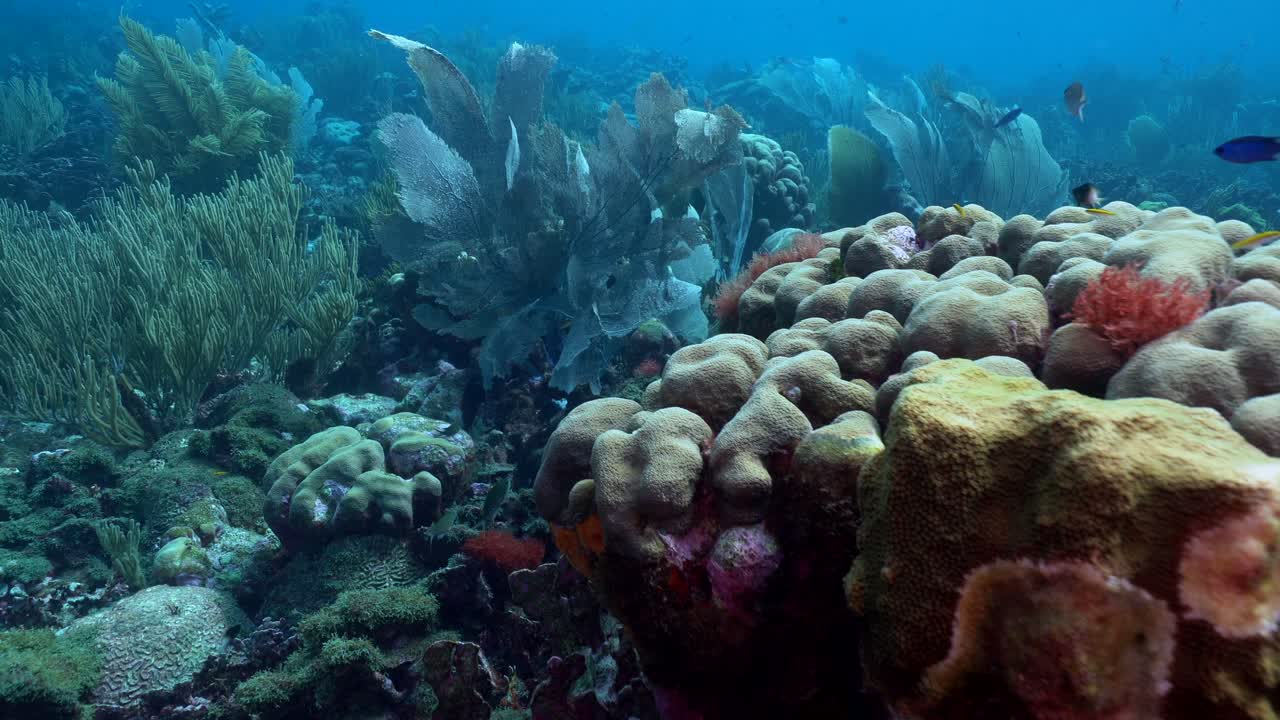A kaleidoscopic landscape of hard and soft corals thriving in sun-dappled Caribbean shallow waters, showcasing vivid hues and intricate reef structures
