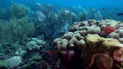 a kaleidoscopic landscape of hard and soft corals thriving in sun-dappled caribbean shallow waters, showcasing vivid hues and intricate reef structures