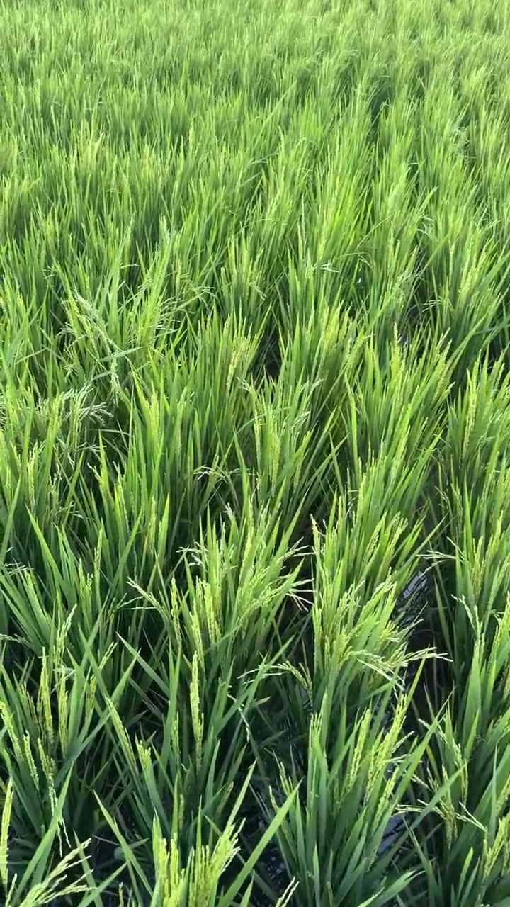Risaia verde e rigogliosa che ondeggia al vento