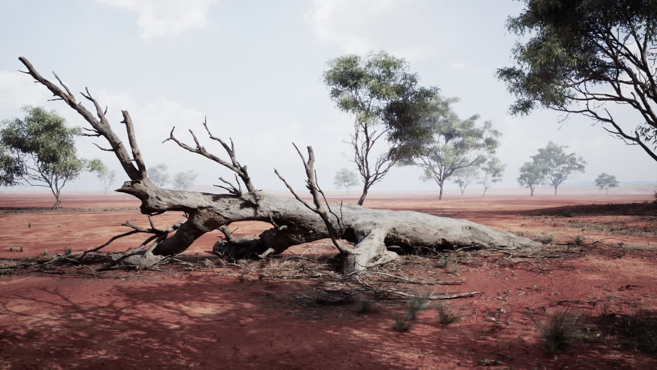 Albero secco adagiato sulla terra rossa nella savana africana sotto un cielo limpido