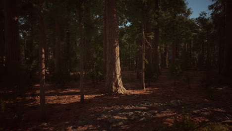 Riesige-Mammutbäume-Ragen-Im-Sequoia-Nationalpark-über-Den-Boden