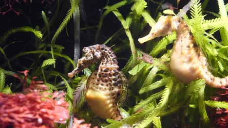 Couple-of-yellow-seahorses-with-black-dots-resting-underwater-between-water-plants-in-sun---close-up