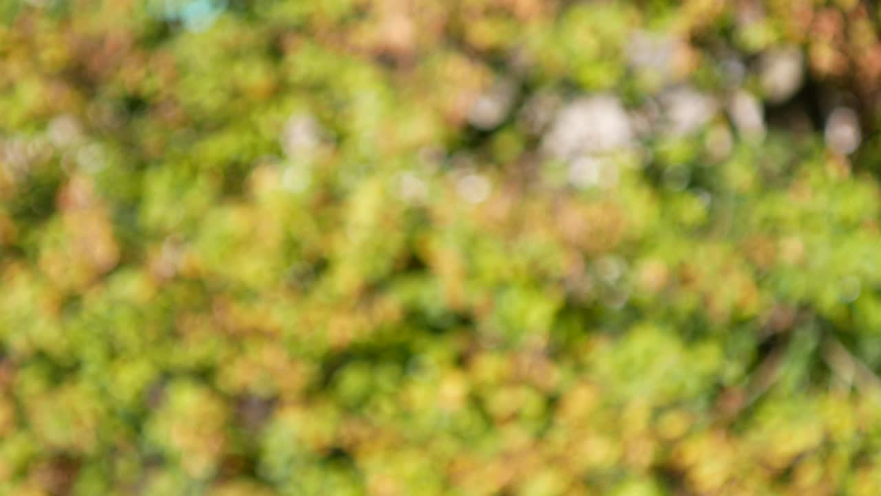 el colorido fondo de otoño fuera de foco